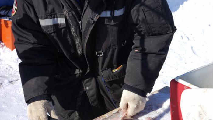 Shawn Buckley filet un poisson.